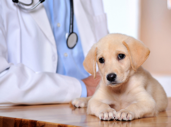 Immokalee, Collier County, FL Pet Clinic Insurance